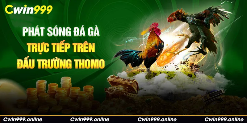 Phát sóng đá gà trực tiếp đấu trường Thomo